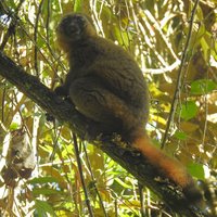 Ranomafana (Rainforests of the Atsinanana)