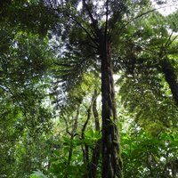 Ranomafana (Rainforests of the Atsinanana)