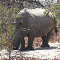 Black Rhino at Matobo Hills