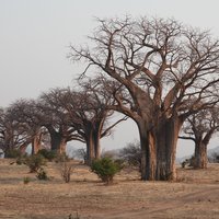 Mana Pools Baobab Forest
