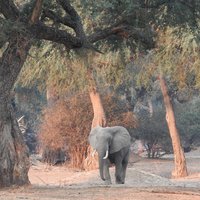 Mana Pools elephant