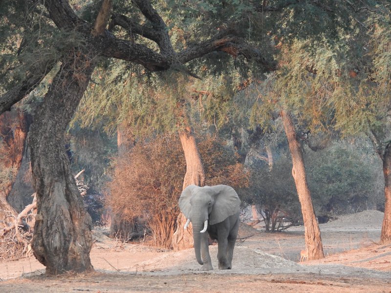 Mana Pools elephant