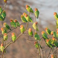 Lovebirds at Mana Pools