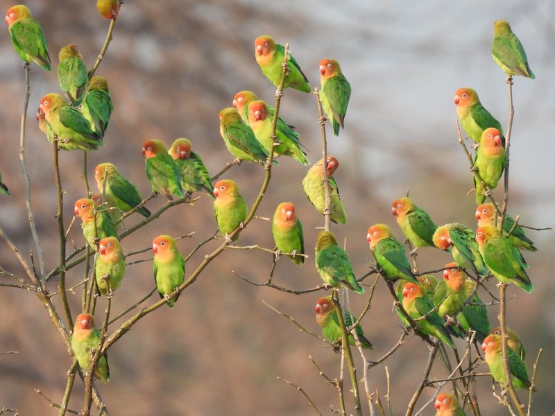 Lovebirds at Mana Pools
