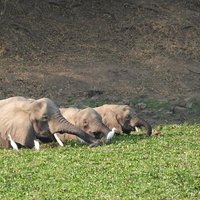 Mana Pools