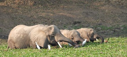 Mana Pools
