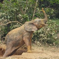 Forest elephant at Dzanga Bai