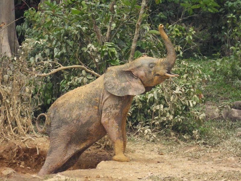 Forest elephant at Dzanga Bai