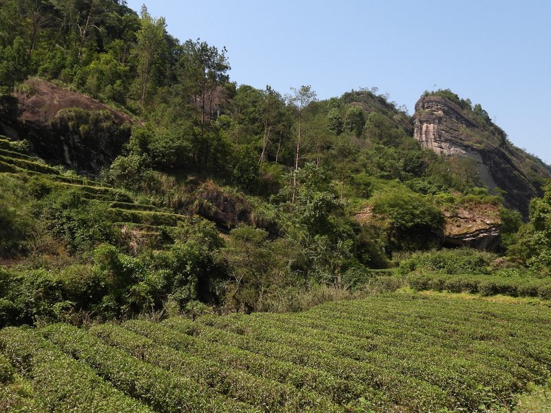 Mount Wuyi