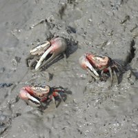 Crabs love Suncheon Getbol