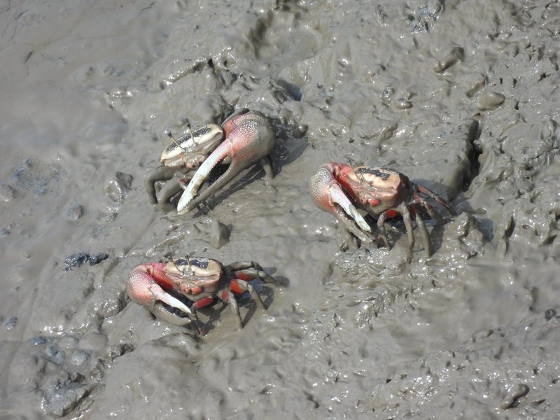 Crabs love Suncheon Getbol