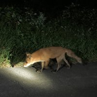 Fox in Shiretoko