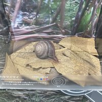 Mandarina snail, Ogasawara