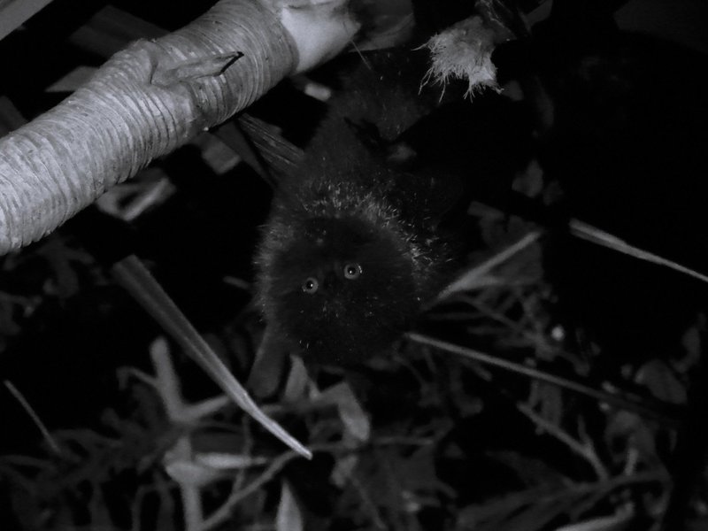 Bonin Flying Fox in Ogasawara