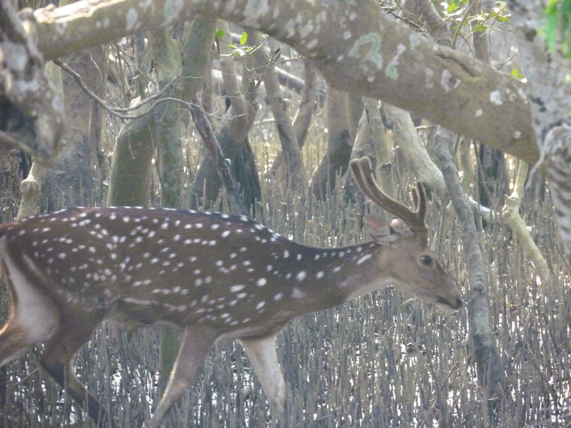 Sundarbans (India)