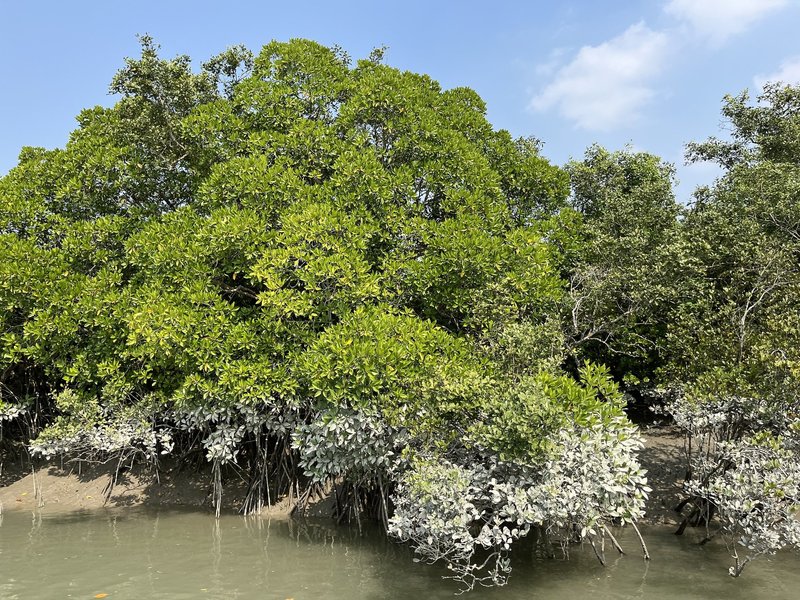 Sundarbans (India)