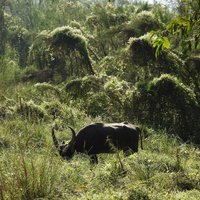 Kaziranga