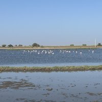 Flamingoes at Djoudj