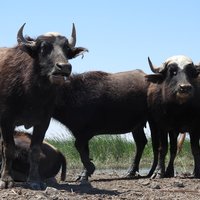 Buffaloes in the Marshes