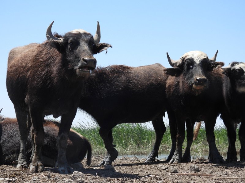 Buffaloes in the Marshes