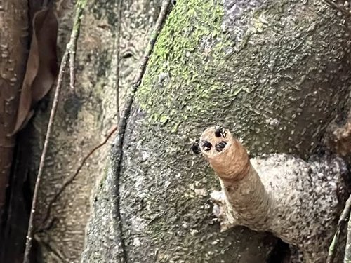 Unique Beehive at FRIM