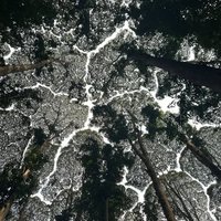 Crown Shyness Phenomenon at FRIM