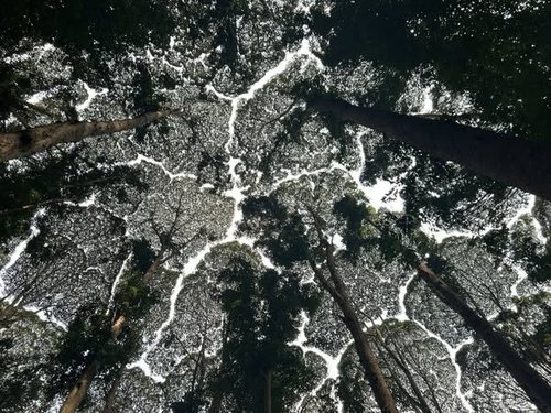 Crown Shyness Phenomenon at FRIM