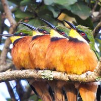 Cinnamon-chested bee-eaters Mount Kenya area