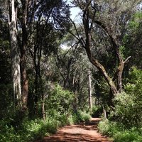 Ngare Ndare Forest (Mount Kenya)