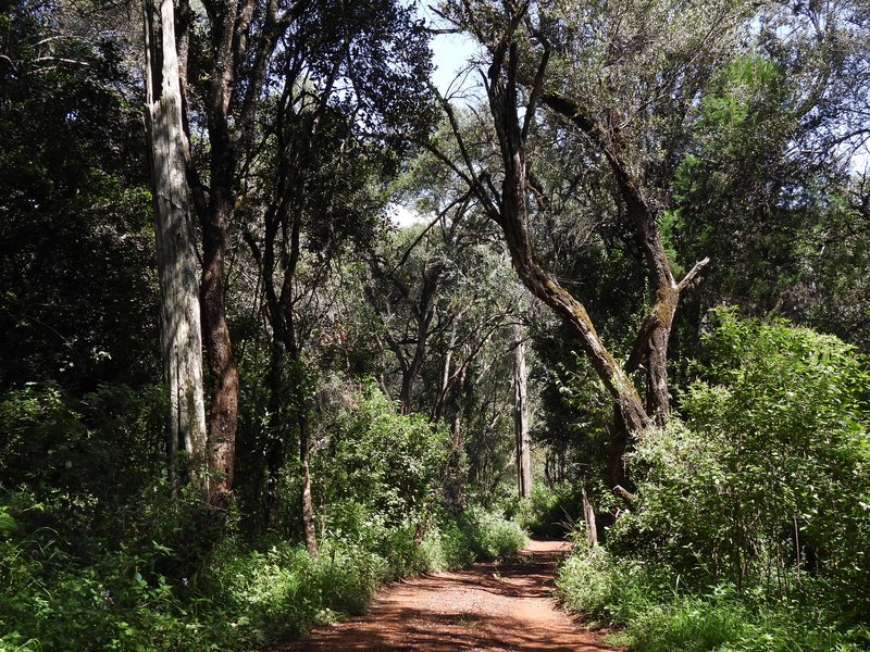 Ngare Ndare Forest (Mount Kenya)