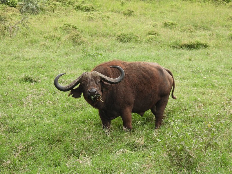 African Buffalo at Lake Nakuru