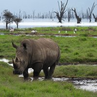 Rhino at Lake Nakuru (Kenya Lake System)