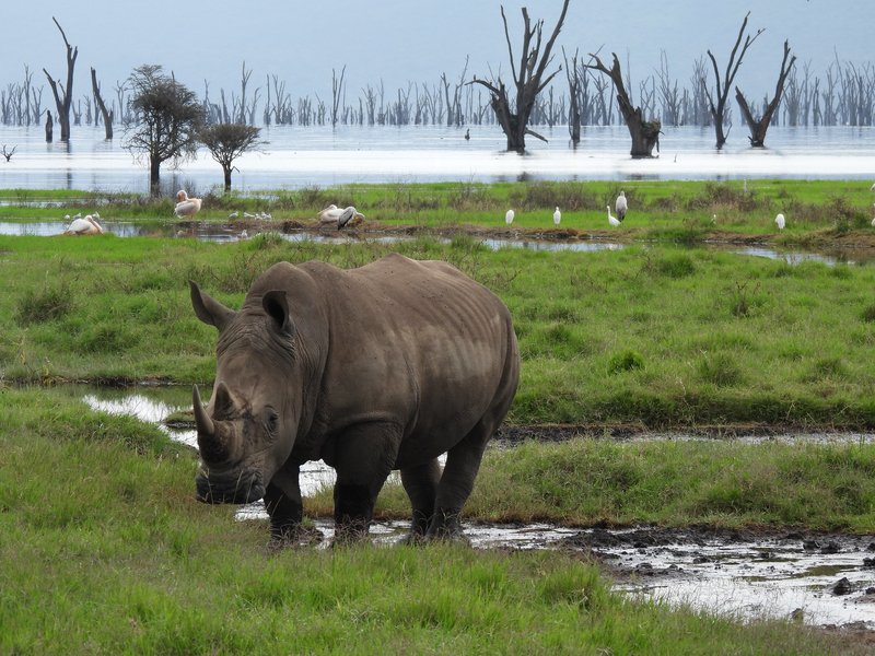 Rhino at Lake Nakuru (Kenya Lake System)