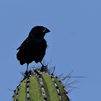 Medium Ground-Finch
