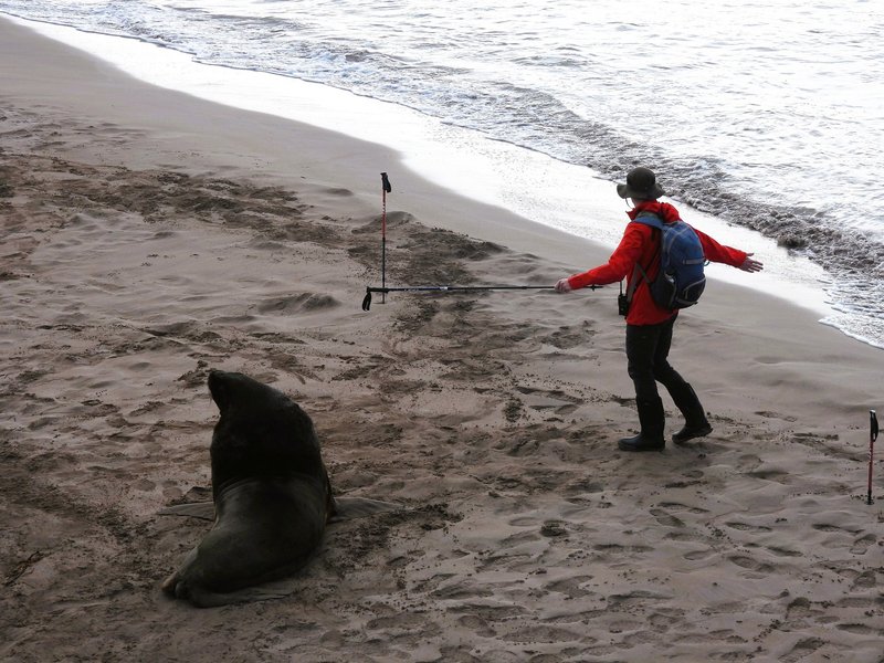 Guides have many tasks, such as fending off sea lions