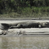 Black Caiman at Manu NP