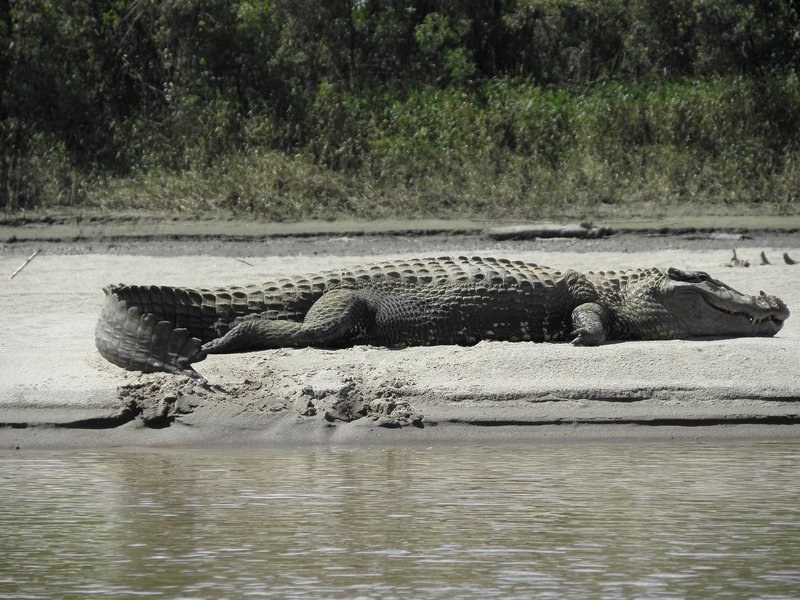 Black Caiman at Manu NP