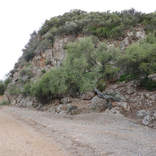 The type of vegetation in the park on the hill side