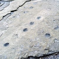 Goseong Dinosaur Footprints