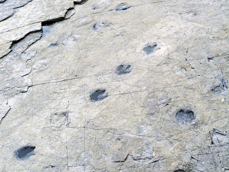 Goseong Dinosaur Footprints (KJM)