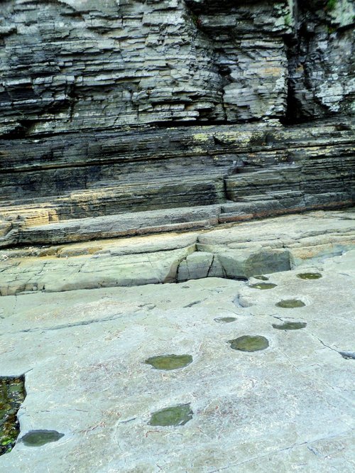 Dinosaur Footprints