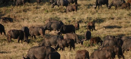 The Maasai Mara