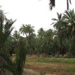 Palmeral of Elche by David Berlanda