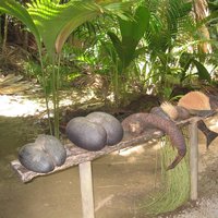 Vallée de Mai Nature Reserve