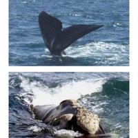 Peninsula Valdes by Solivagant