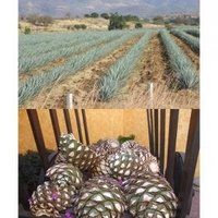Tequila by Solivagant