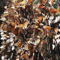 Monarch Butterfly Biosphere Reserve by Solivagant