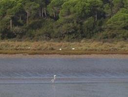 Donana National Park by Ian Cade
