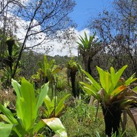 Giant tank Bromeliads at Kaieteur by Els