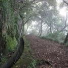 Laurisilva of Madeira by Adrian Lakomy